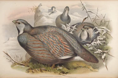 Tetraogallus caspius